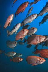 Obraz premium School Red Fish