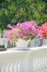 Bougainvillea flower in vase