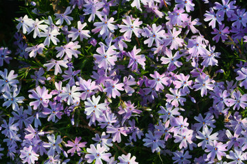 Periwinkle Flowers