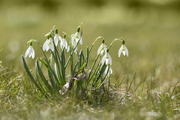 Obraz premium The first spring flowers - snowdrops enlightened sun