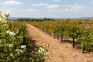 Fototapeta na wymiar Winery in Australia