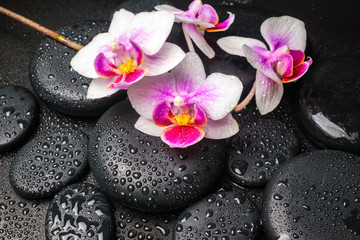 Spa concept with pink with red orchid flower and zen stones with