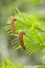 Wollemi pine tree