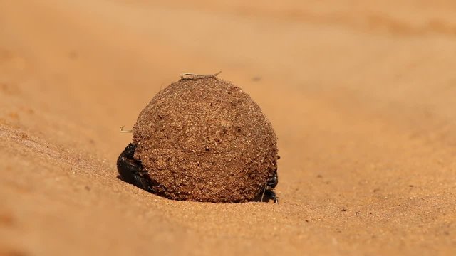 Dung beetles rolling their sand covered dung ball