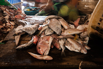 Fresh fish for fillet on a wooden board.