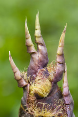 Detail of bamboo bud