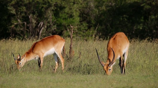 Two male red lechwe antelopes grazing in natural habitat