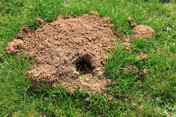 agujero topo jardín 5075-f14 © txakel