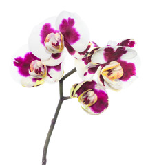 Fototapeta na wymiar Blooming lilac spotty orchid, phalaenopsis is isolated on white