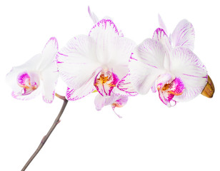 Naklejka na ściany i meble Blooming beautiful soft lilac striped orchid, phalaenopsis is is