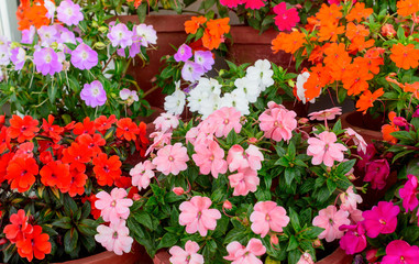 beautiful blooming multicolored Impatiens flowers in containers