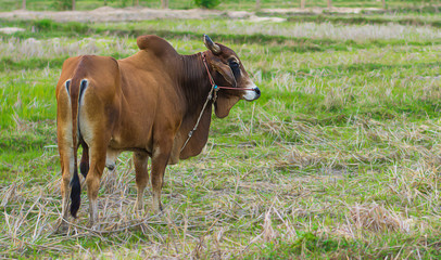 Brown cow feeding in a pasture.