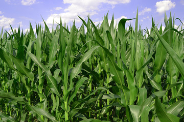 Corn Field