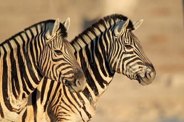 Fototapeta premium Plains Zebras portrait, Etosha National Park