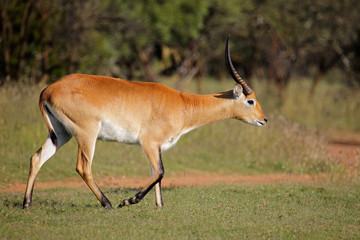 Red lechwe antelope