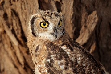 Spotted eagle-owl portrait, Kalahari
