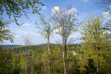 Schwarzwald, Black Forest, Germany
