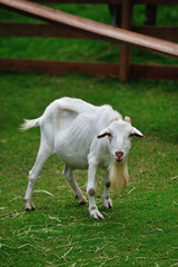 Obraz premium 山羊のポートレート