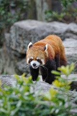 レッサーパンダ