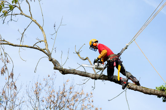 &eacute;laguer un arbre