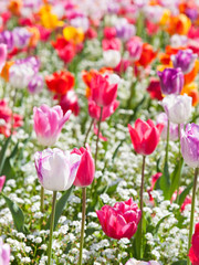 Obraz premium Tulips