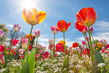 Low angle view of Tulips