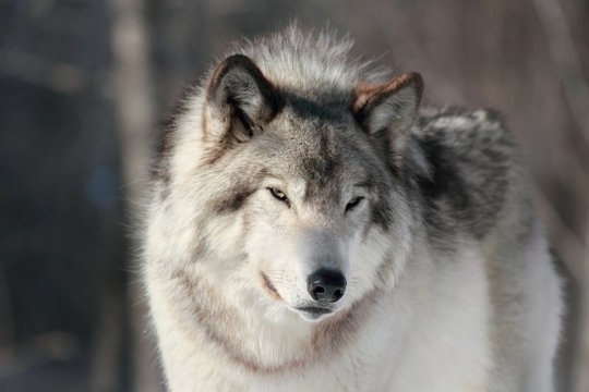 loup relaxant