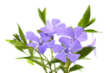 Periwinkle isolated on white