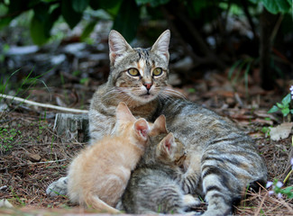 Obraz premium Cat nursing puppies