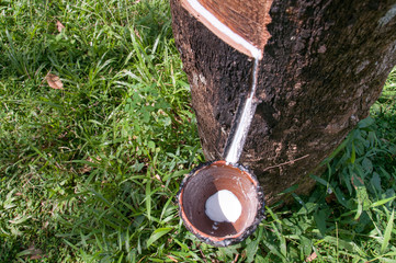 Fresh milky latex extracted drop water from para rubber tree flows into a wooden bowl
