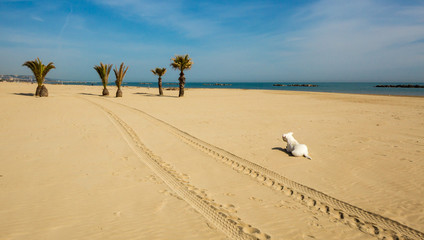 dog on the sand of the beach