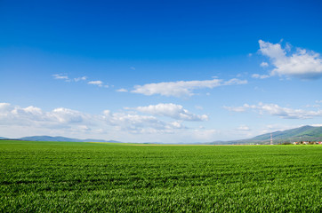 green field background