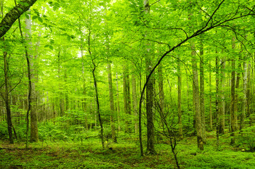 Great Smoky Mountains National Park