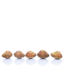Raw, fresh cockle over white background