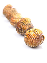 Raw, fresh cockle over white background