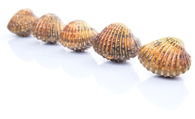 Raw, fresh cockle over white background
