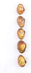 Raw, fresh cockle over white background