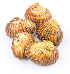 Raw, fresh cockle over white background
