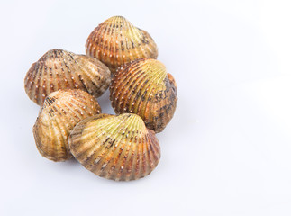 Raw, fresh cockle over white background