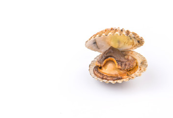 Raw, fresh cockle over white background