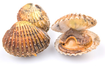 Raw, fresh cockle over white background