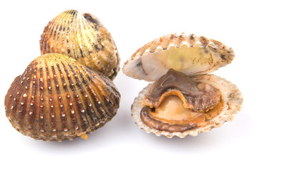 Raw, fresh cockle over white background