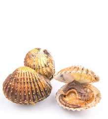 Raw, fresh cockle over white background