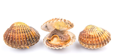 Raw, fresh cockle over white background