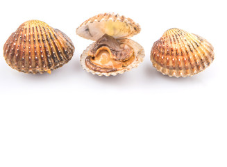 Raw, fresh cockle over white background