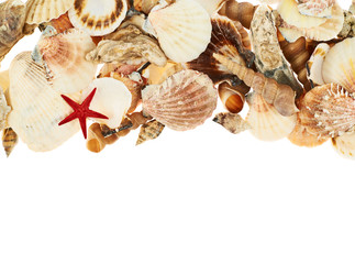 Seashells over the white background