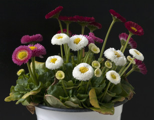 Gaensebluemchen; Bellis; Perennis;