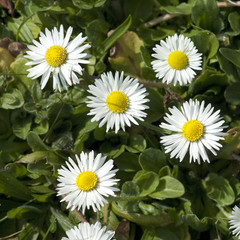 Gaensebluemchen; Bellis; Perennis;