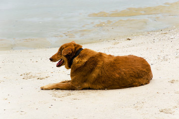 Sea Dog