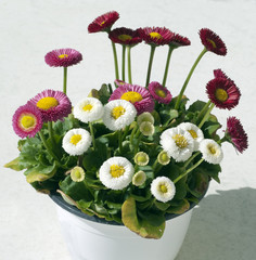 Gaensebluemchen; Bellis; Perennis;